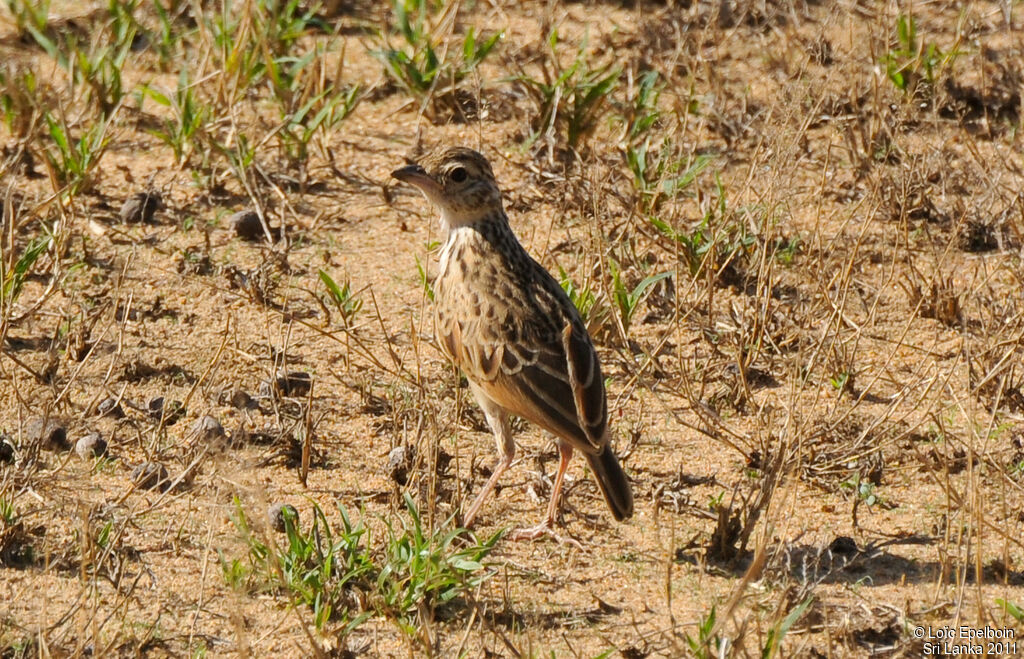 Jerdon's Bush Lark