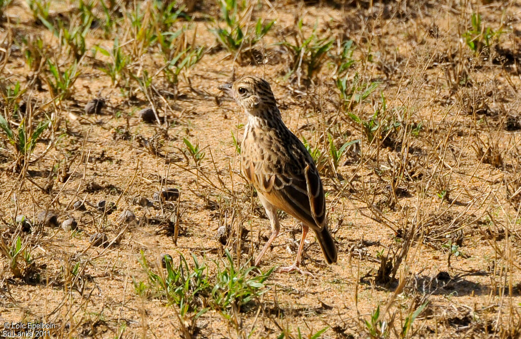 Jerdon's Bush Lark