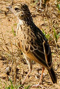 Jerdon's Bush Lark