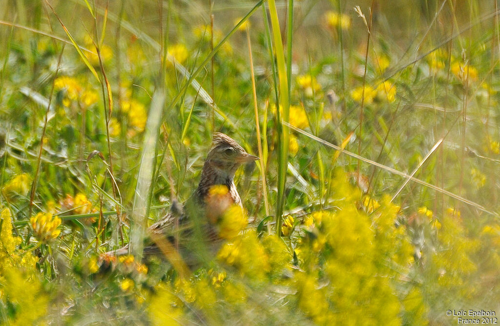 Eurasian Skylark