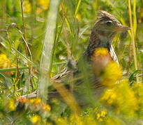 Eurasian Skylark