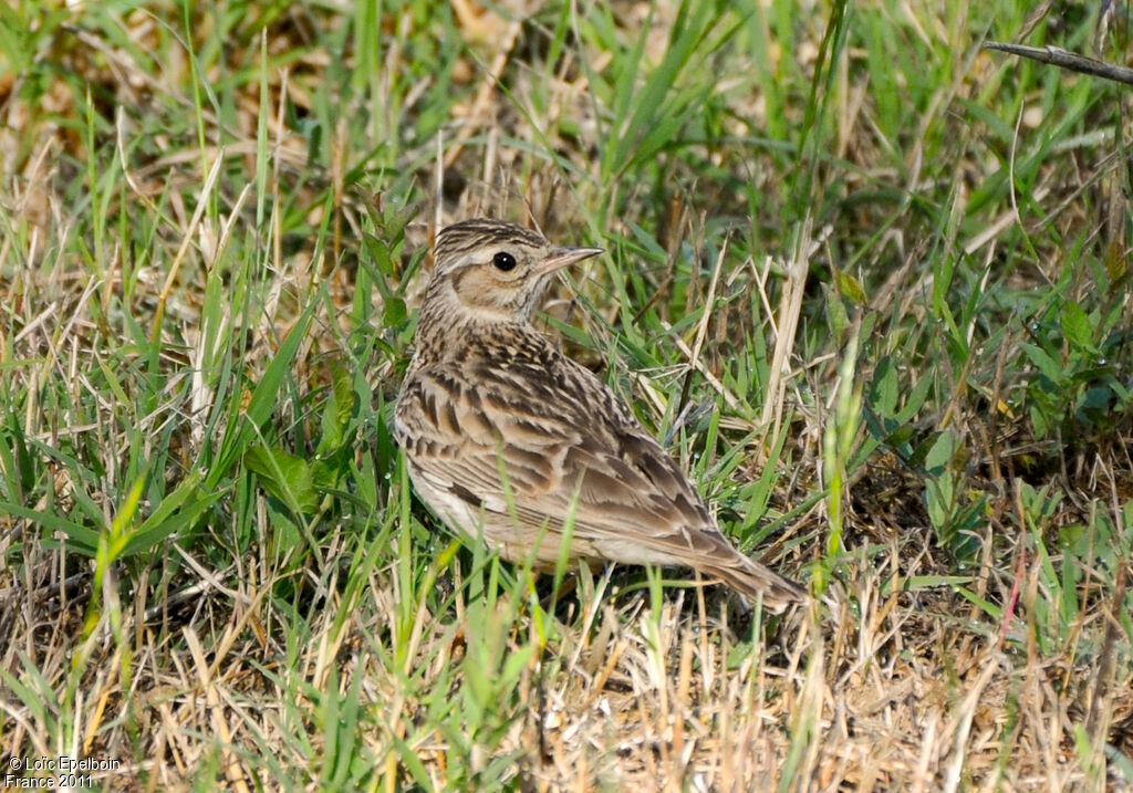 Woodlark