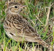 Woodlark