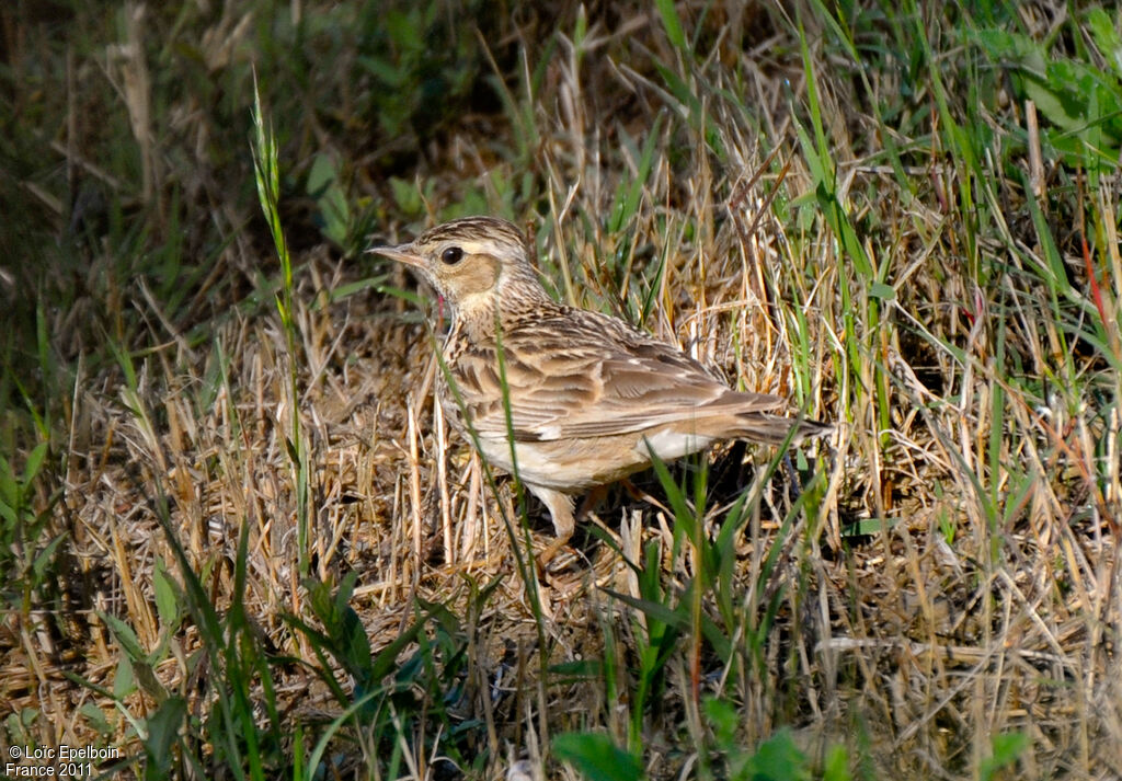 Woodlark