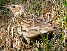 Woodlark