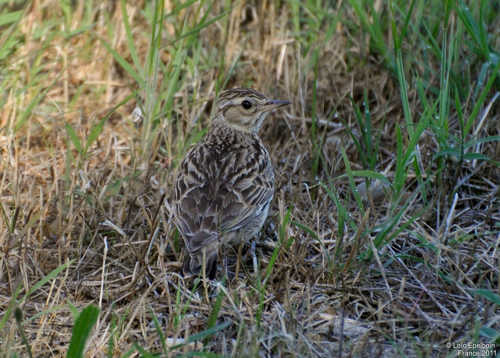 Woodlark