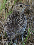 Woodlark