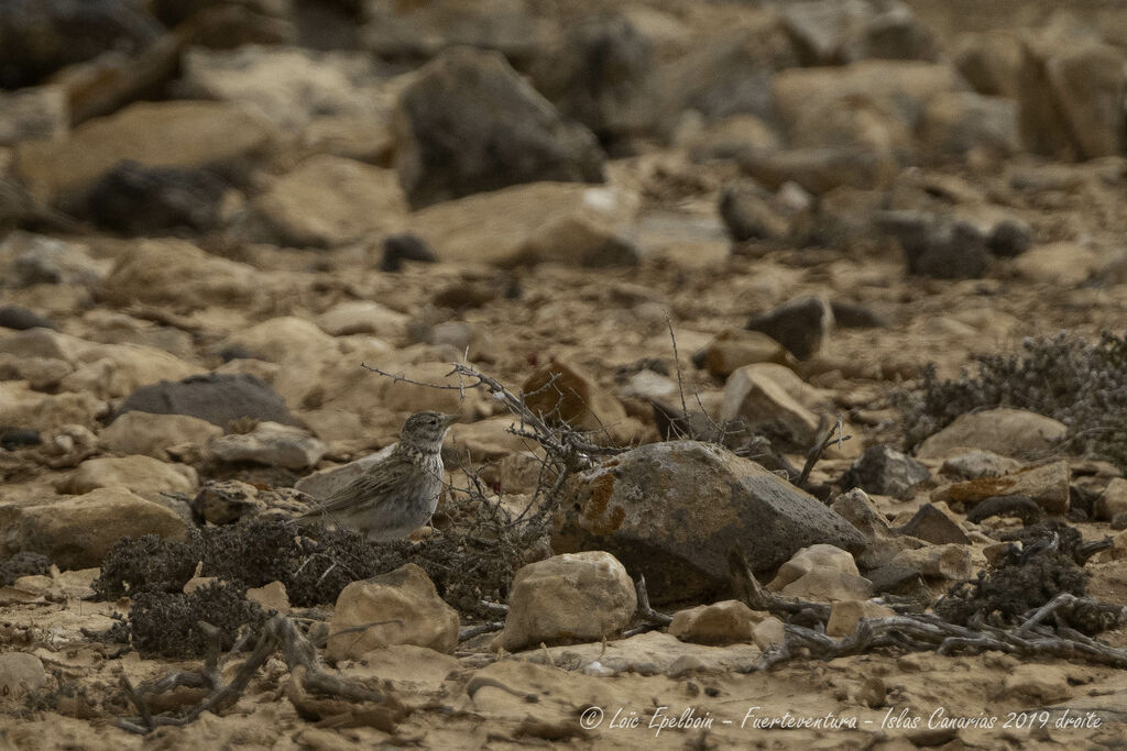 Lesser Short-toed Lark