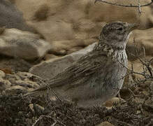 Mediterranean Short-toed Lark