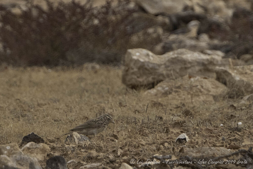 Mediterranean Short-toed Lark