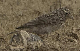 Mediterranean Short-toed Lark