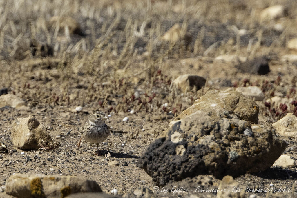 Mediterranean Short-toed Lark