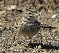 Lesser Short-toed Lark