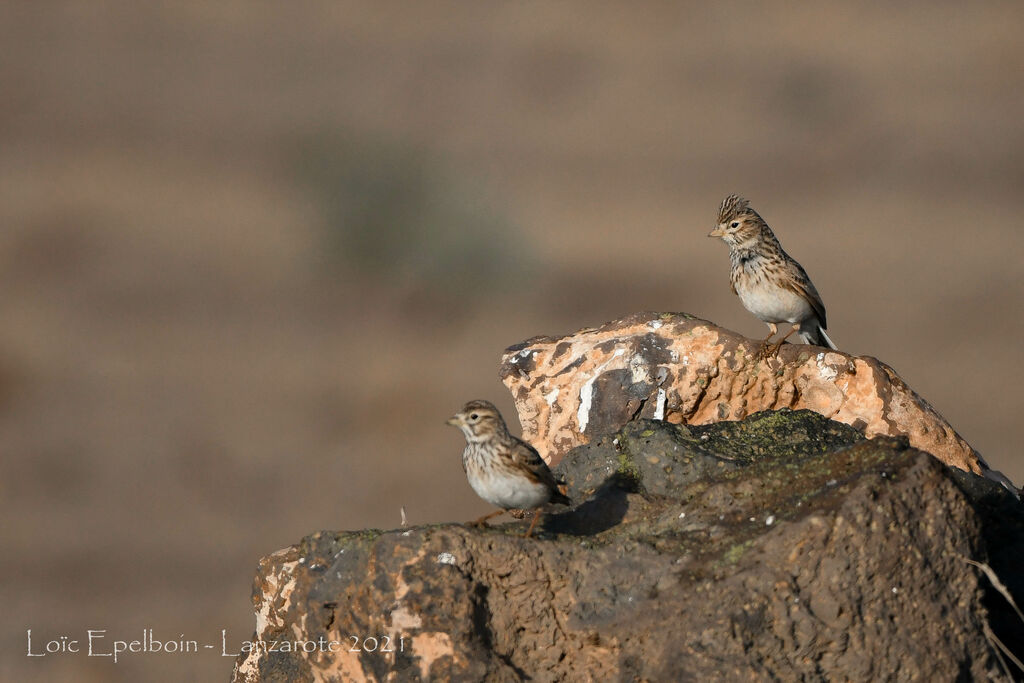 Mediterranean Short-toed Lark