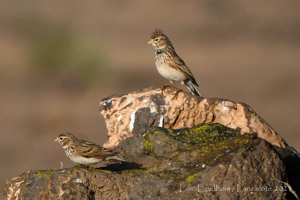 Mediterranean Short-toed Lark