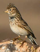 Mediterranean Short-toed Lark