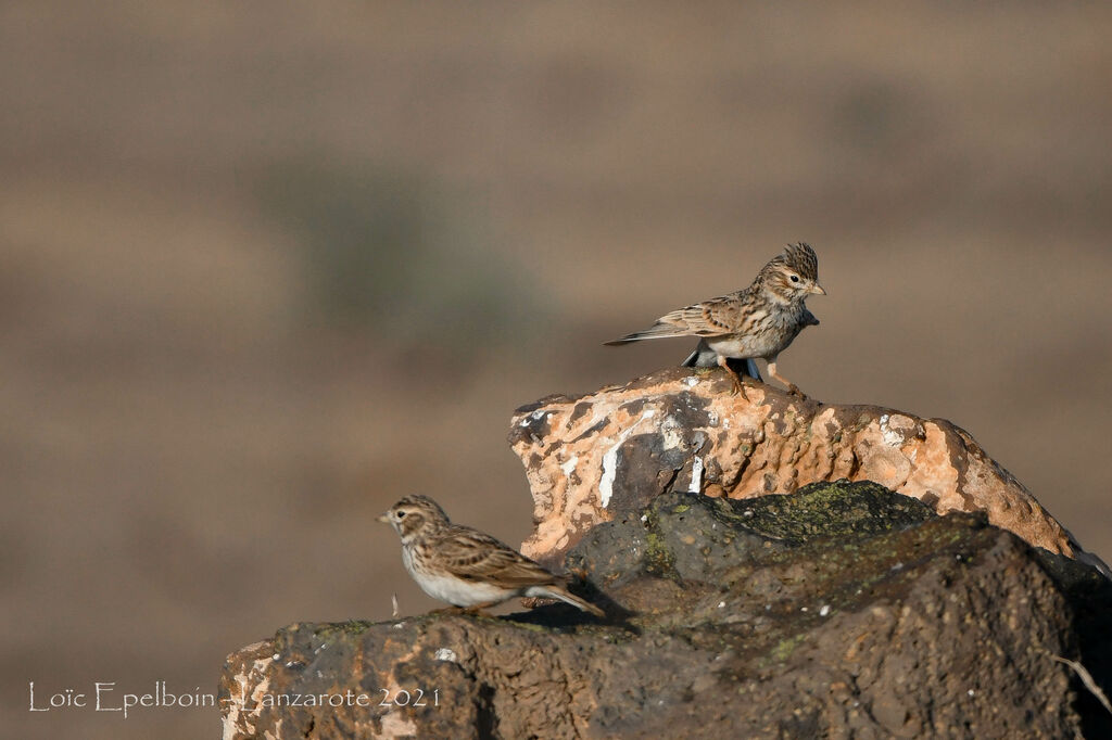 Mediterranean Short-toed Lark