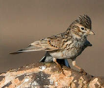 Mediterranean Short-toed Lark