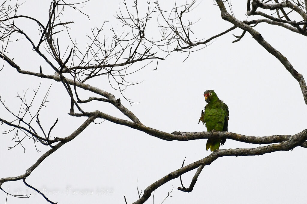 Red-lored Amazon