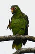 Amazone à lores rouges