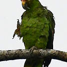 Amazone à lores rouges
