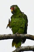 Amazone à lores rouges