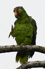 Amazone à lores rouges