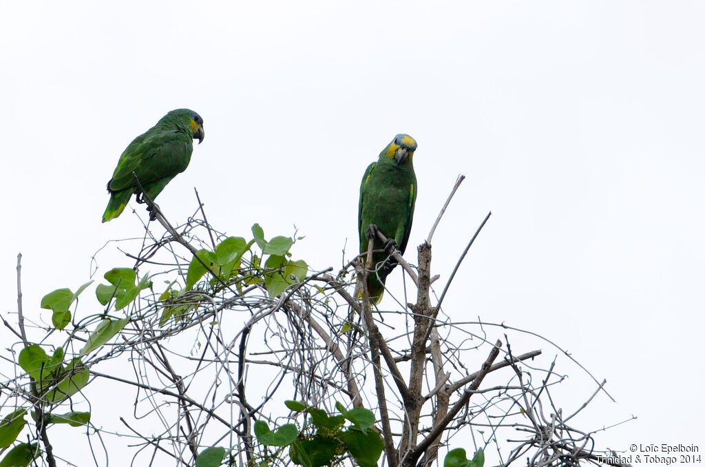 Orange-winged Amazon