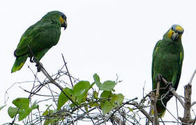 Orange-winged Amazon