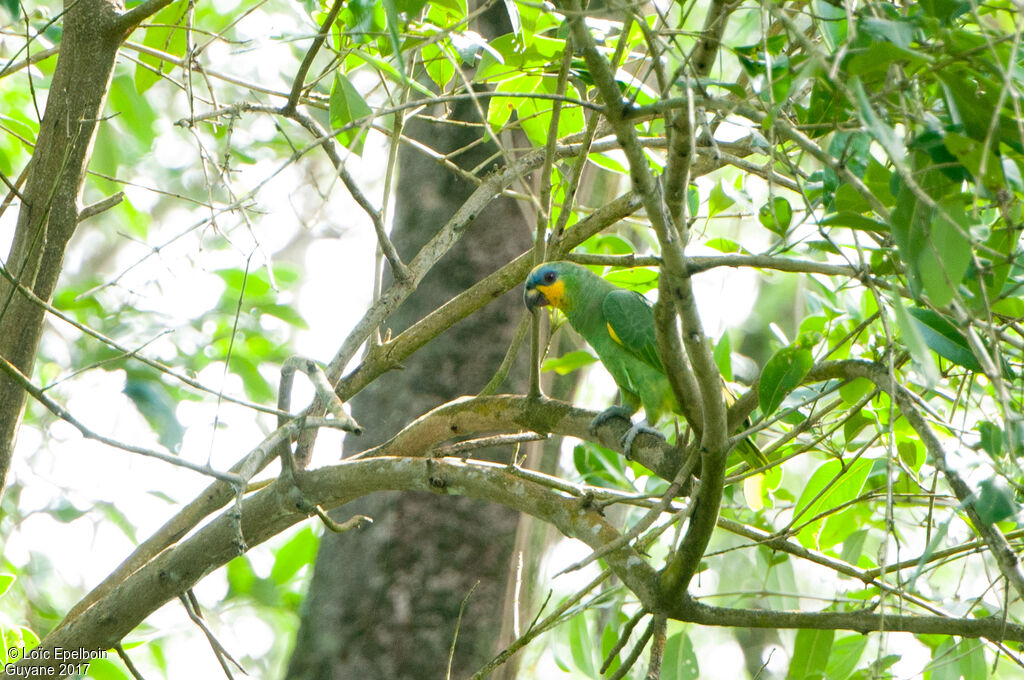 Orange-winged Amazon