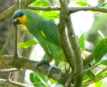 Orange-winged Amazon