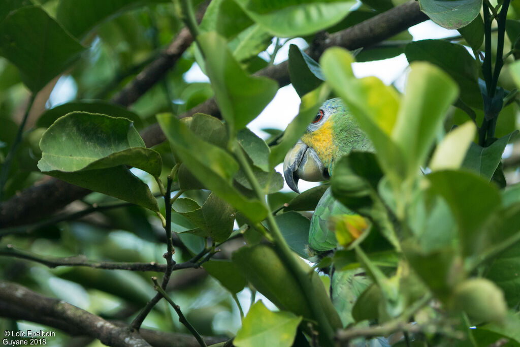 Orange-winged Amazon