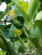 Orange-winged Amazon