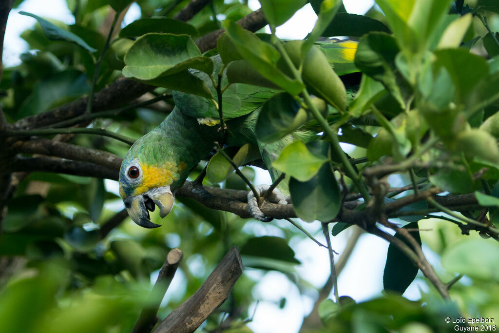 Orange-winged Amazon