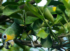 Orange-winged Amazon