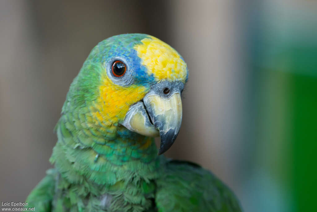 Orange-winged Amazonadult, close-up portrait