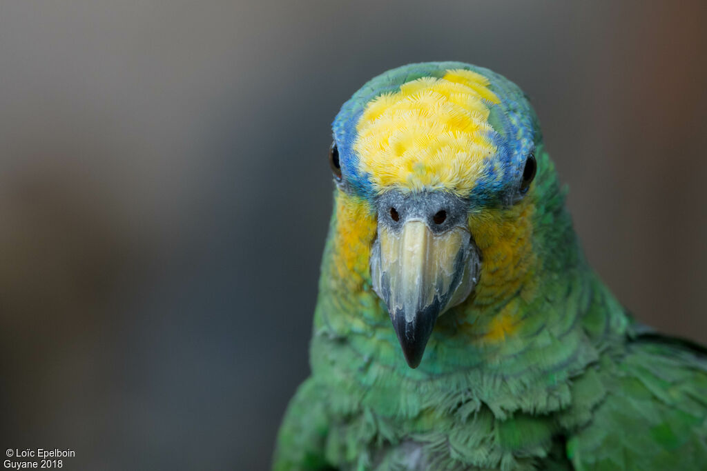 Orange-winged Amazon