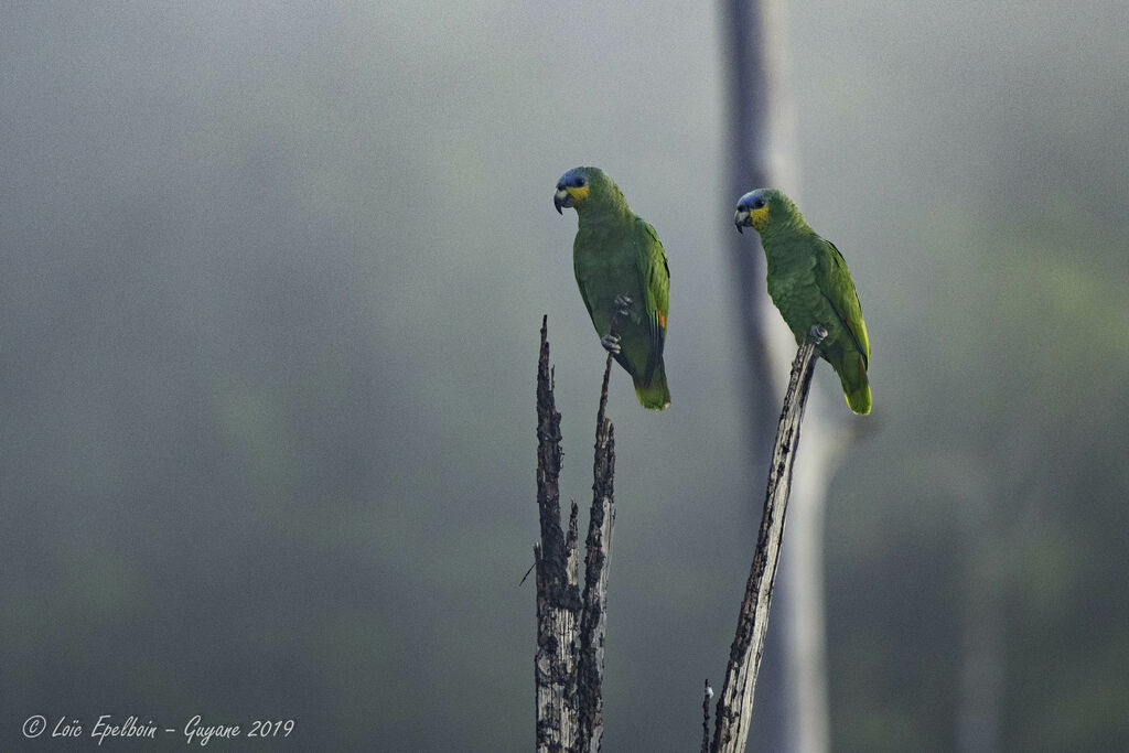 Orange-winged Amazon