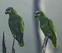 Orange-winged Amazon