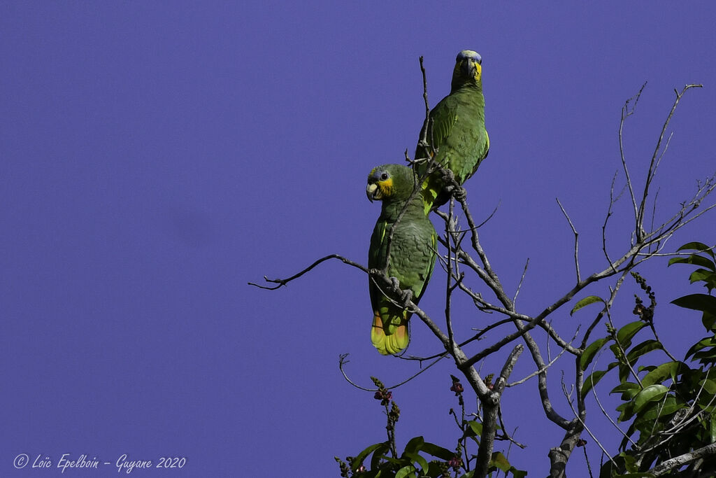 Orange-winged Amazon