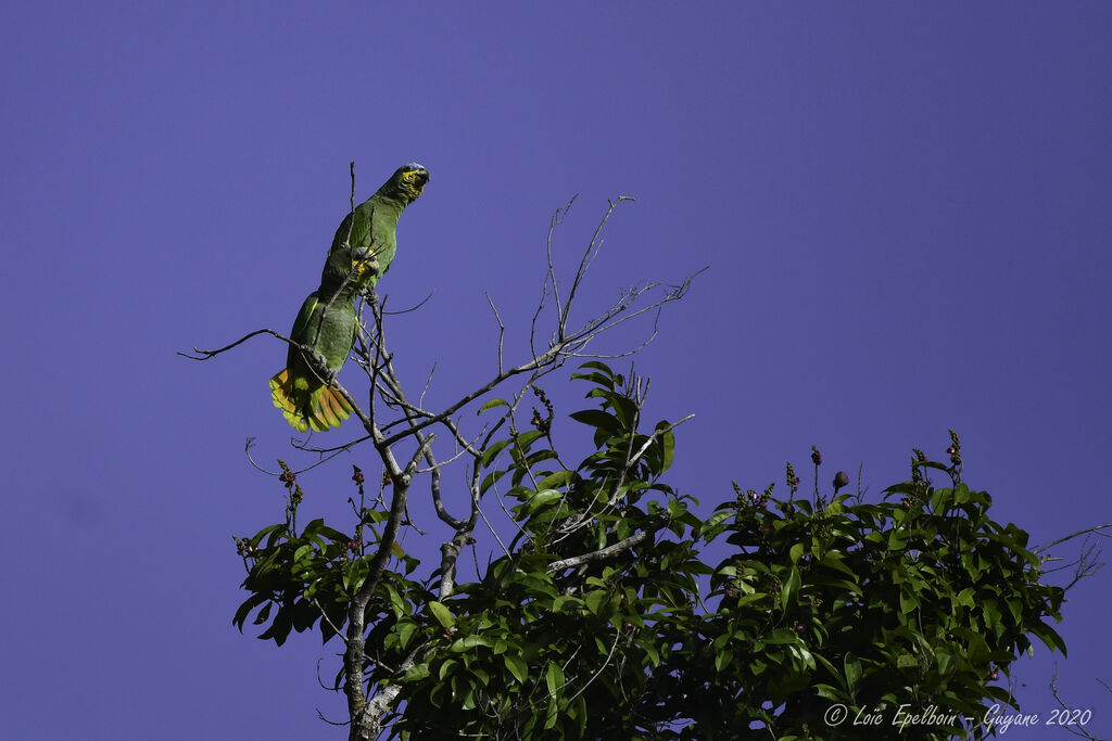 Orange-winged Amazon