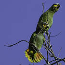 Amazone aourou