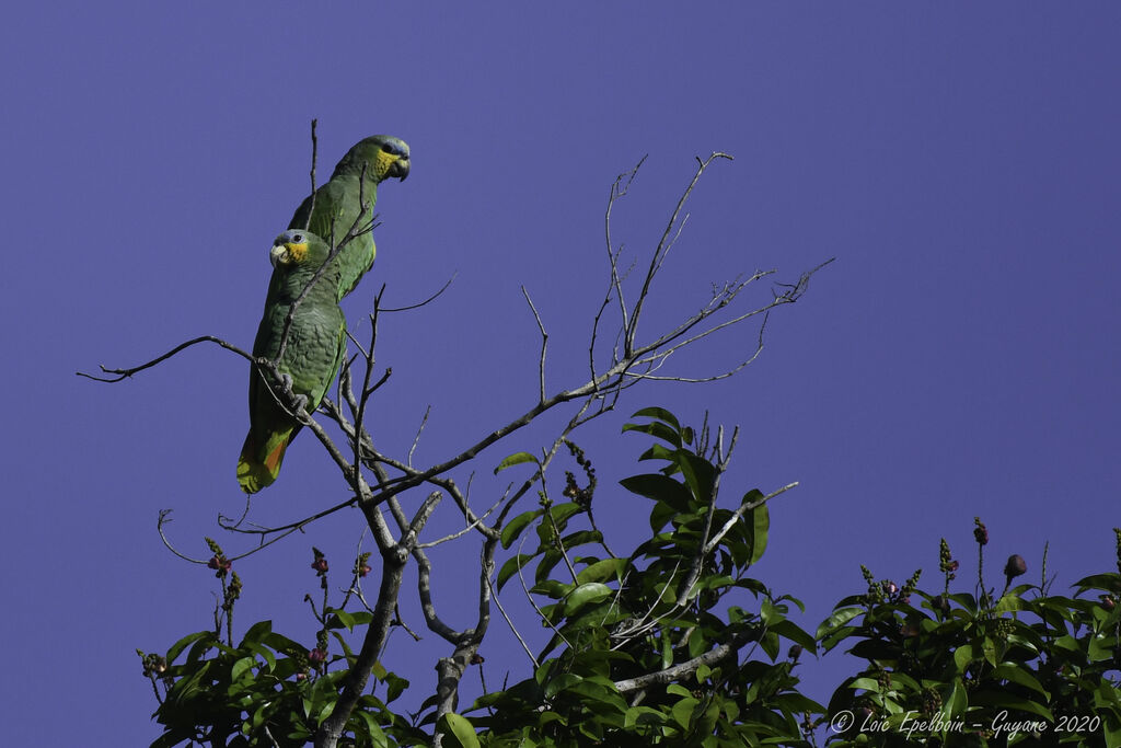 Orange-winged Amazon