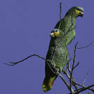 Amazone aourou