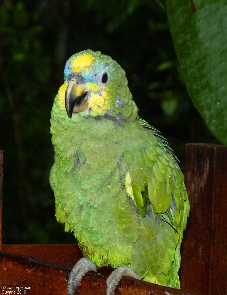 Orange-winged Amazon