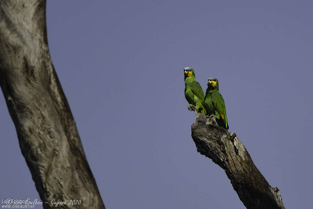 Orange-winged Amazonadult, pigmentation