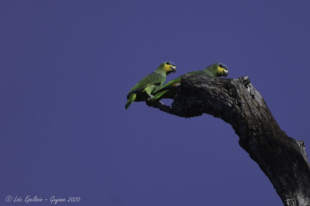 Orange-winged Amazon