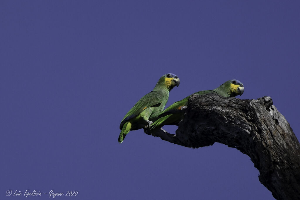 Orange-winged Amazon