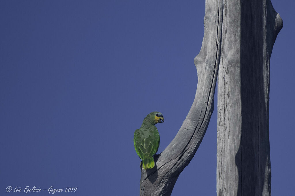 Orange-winged Amazon