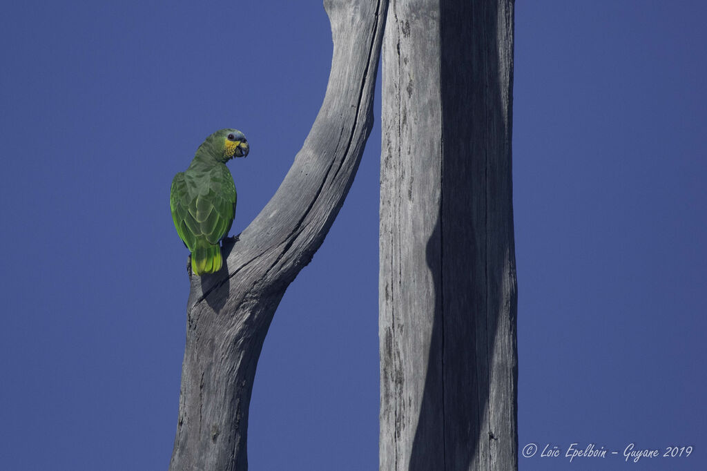 Orange-winged Amazon